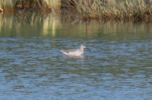 Wilson's Phalarope - ML641126065