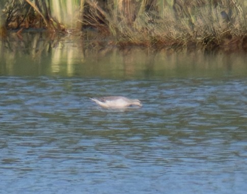 Wilson's Phalarope - ML641126066