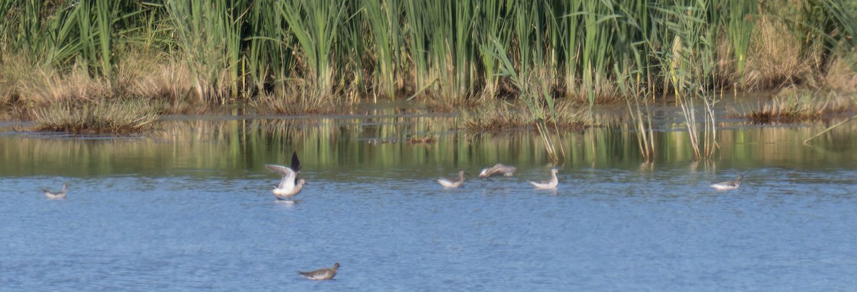 Wilson's Phalarope - ML641126067