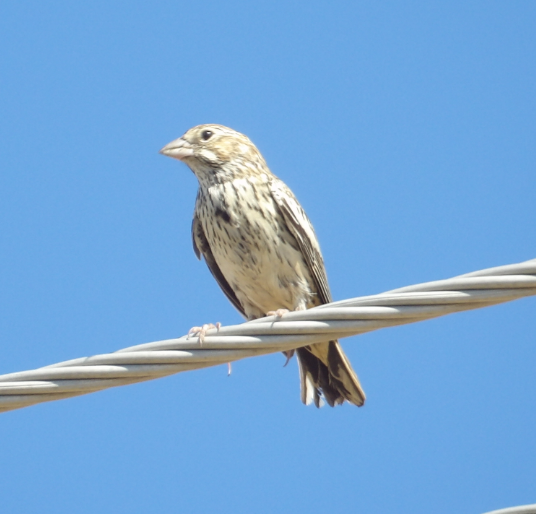 Lark Bunting - ML641126070