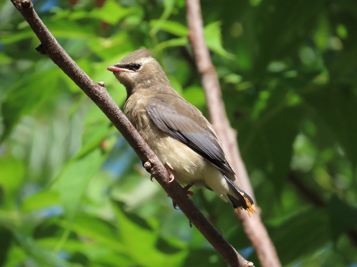 Cedar Waxwing - ML641126081
