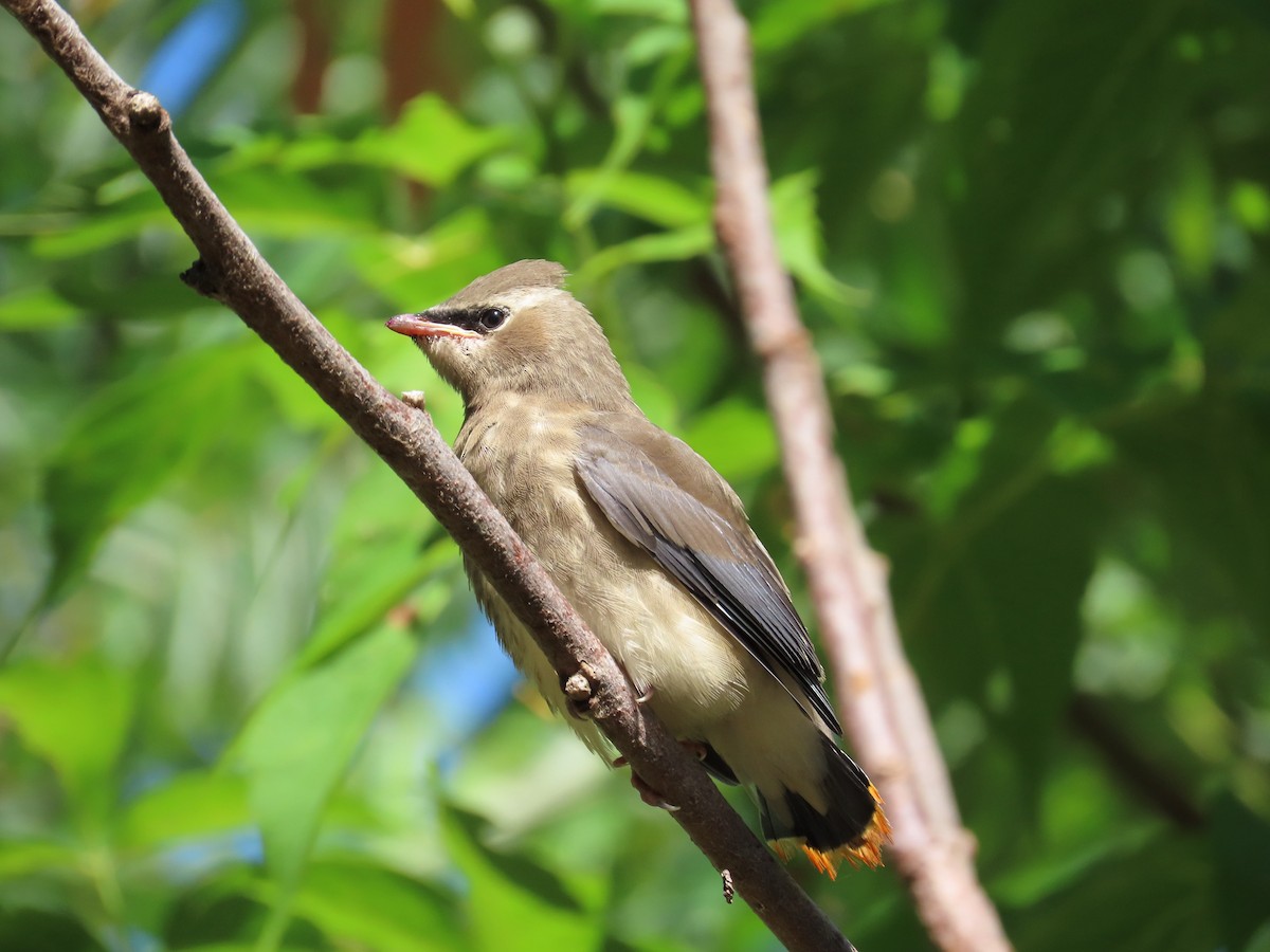 Cedar Waxwing - ML641126084