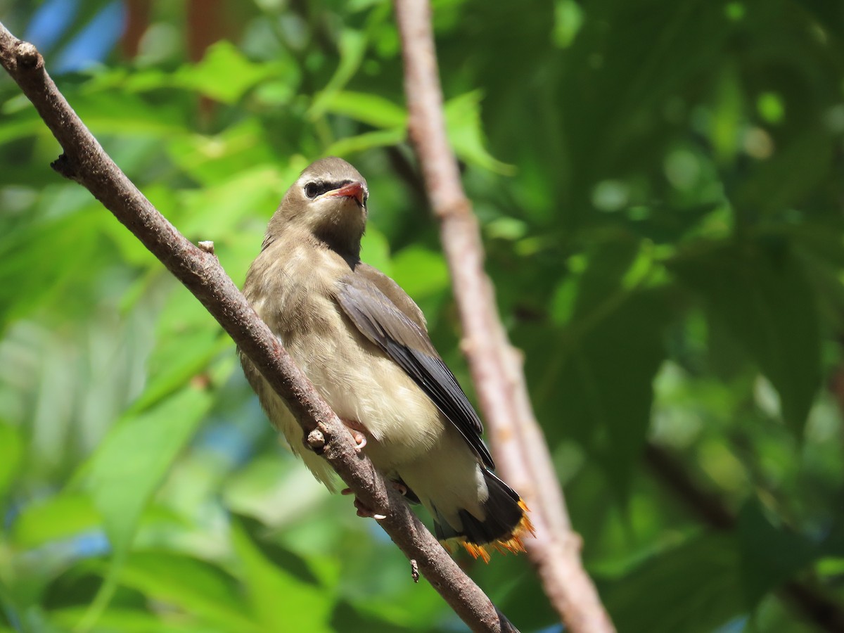 Cedar Waxwing - ML641126087