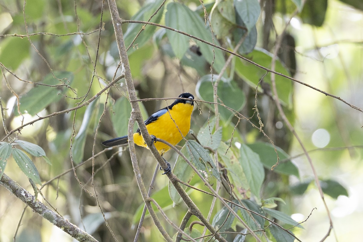 Blue-winged Mountain Tanager - ML641126088