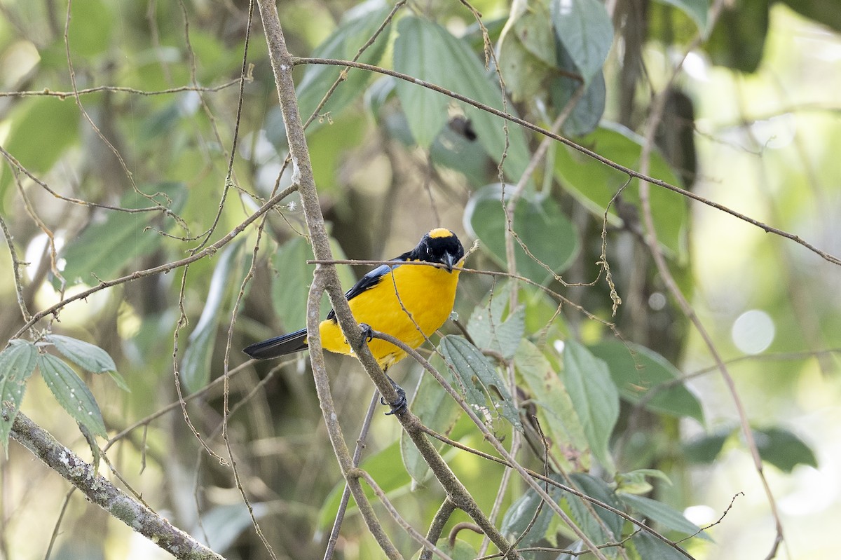 Blue-winged Mountain Tanager - ML641126091