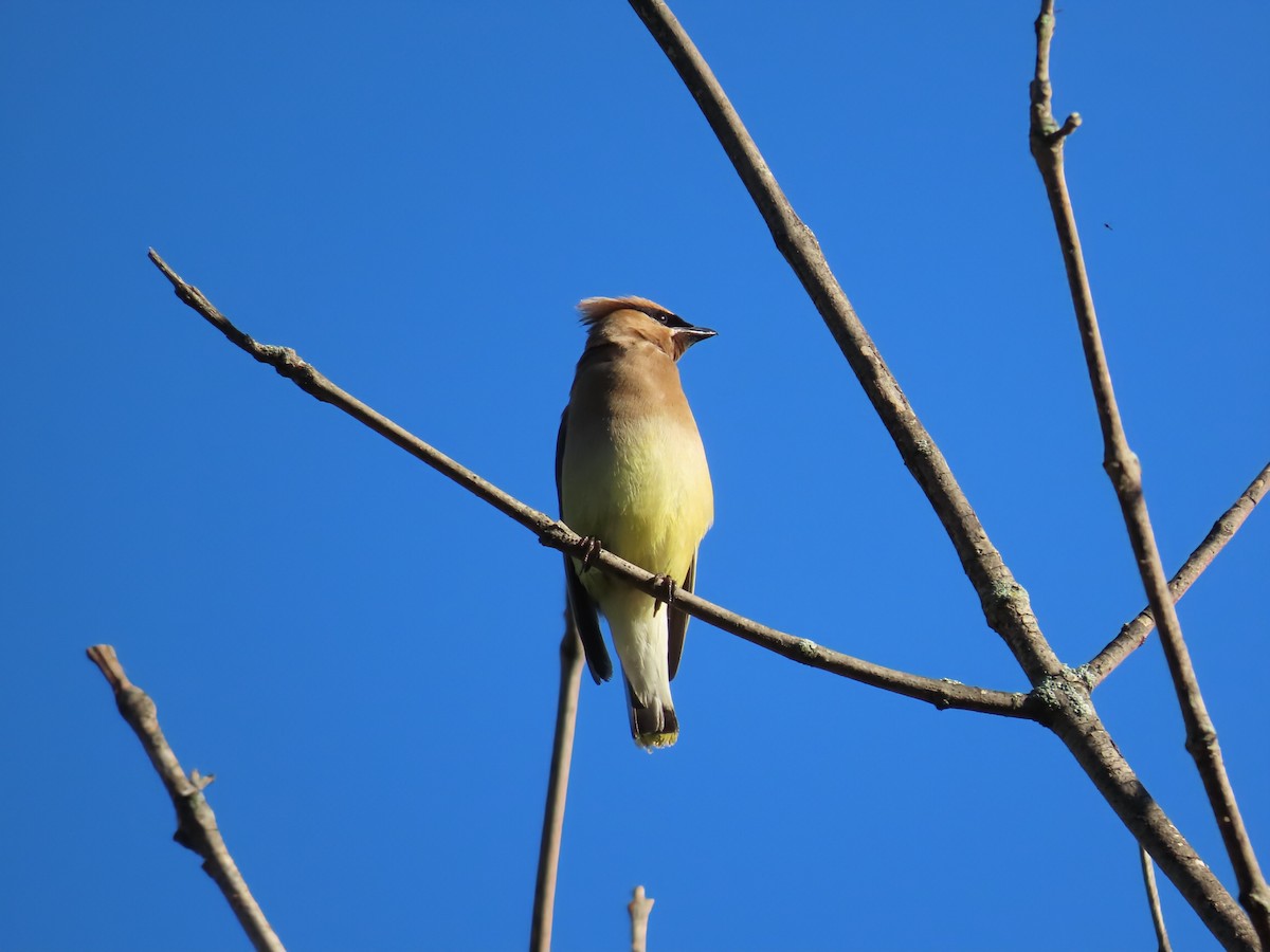 Cedar Waxwing - ML641126126