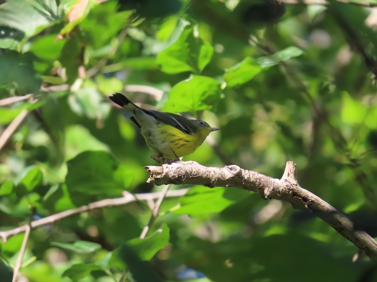 Magnolia Warbler - ML641126148