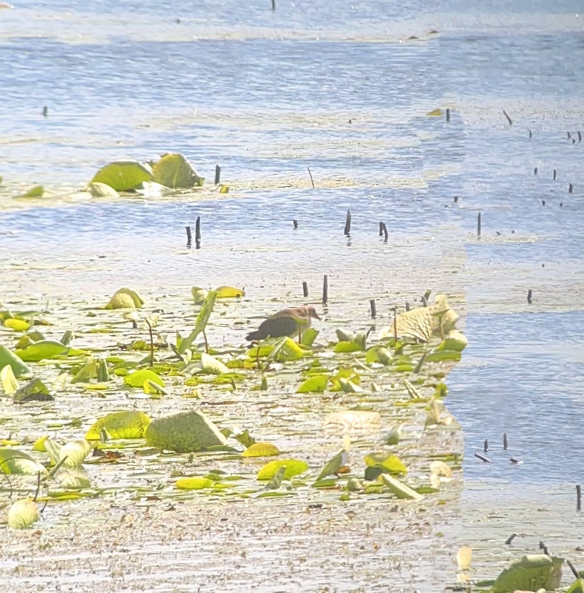 Purple Gallinule - ML641126160