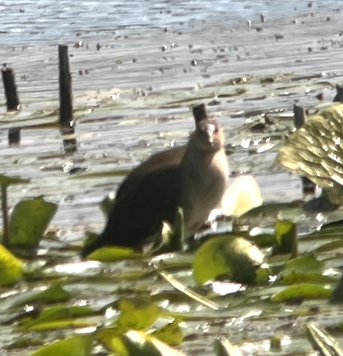 Purple Gallinule - ML641126161
