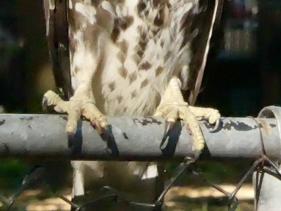 Red-tailed Hawk - ML641126183