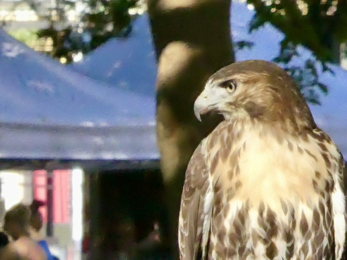 Red-tailed Hawk - ML641126184
