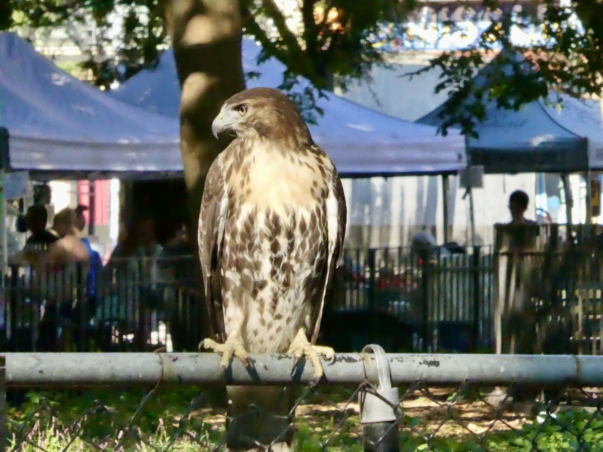 Red-tailed Hawk - ML641126185
