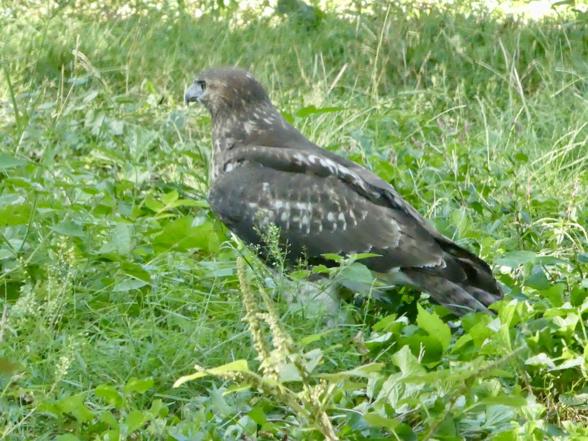 Red-tailed Hawk - ML641126186