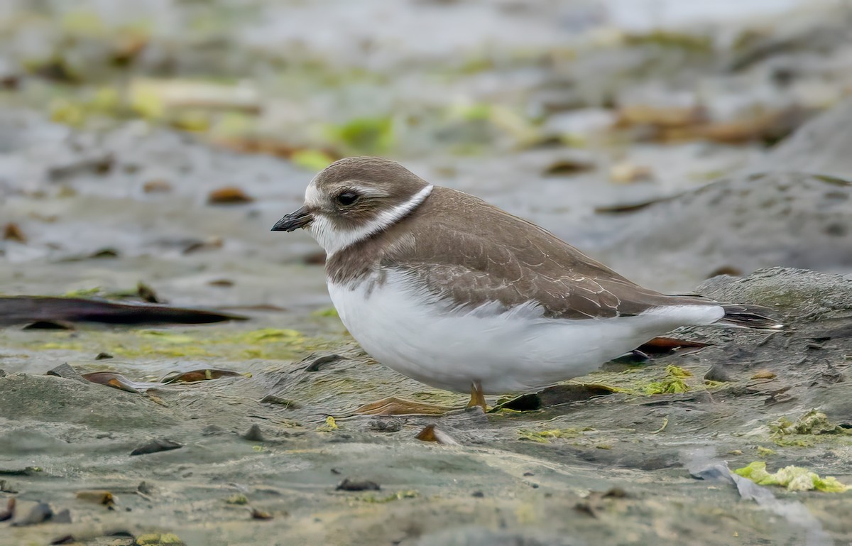 Semipalmated Plover - ML641126195
