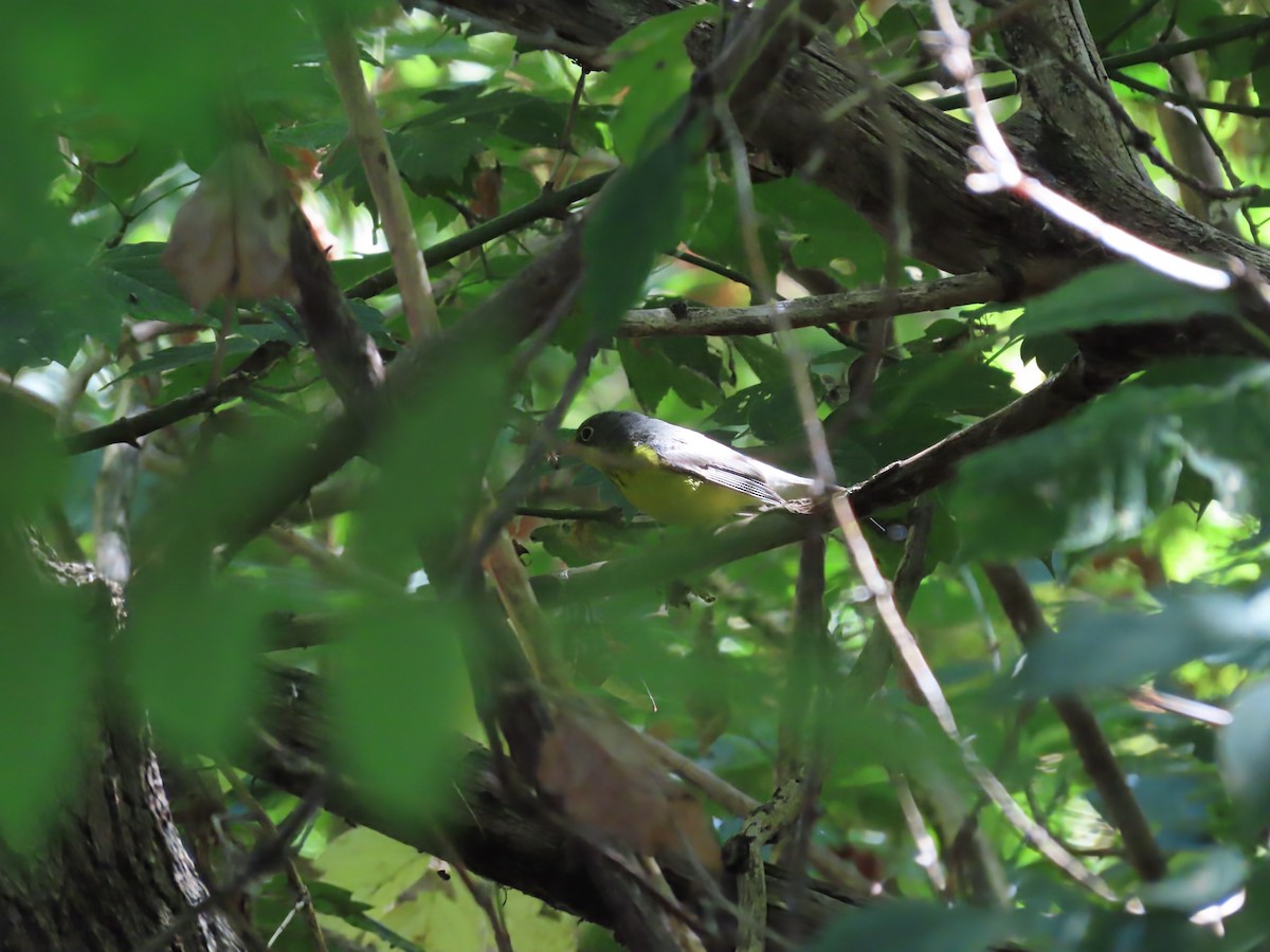 Canada Warbler - ML641126198