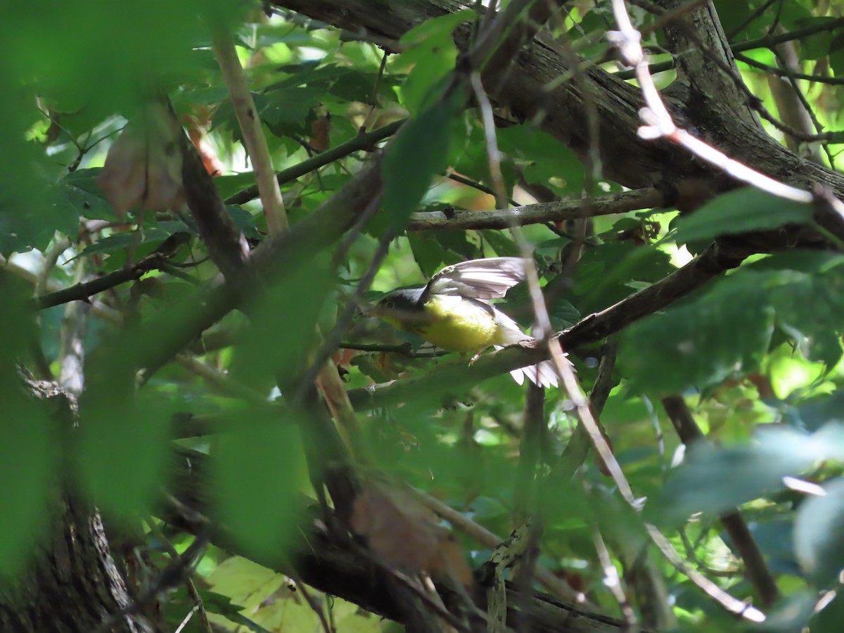 Canada Warbler - ML641126201
