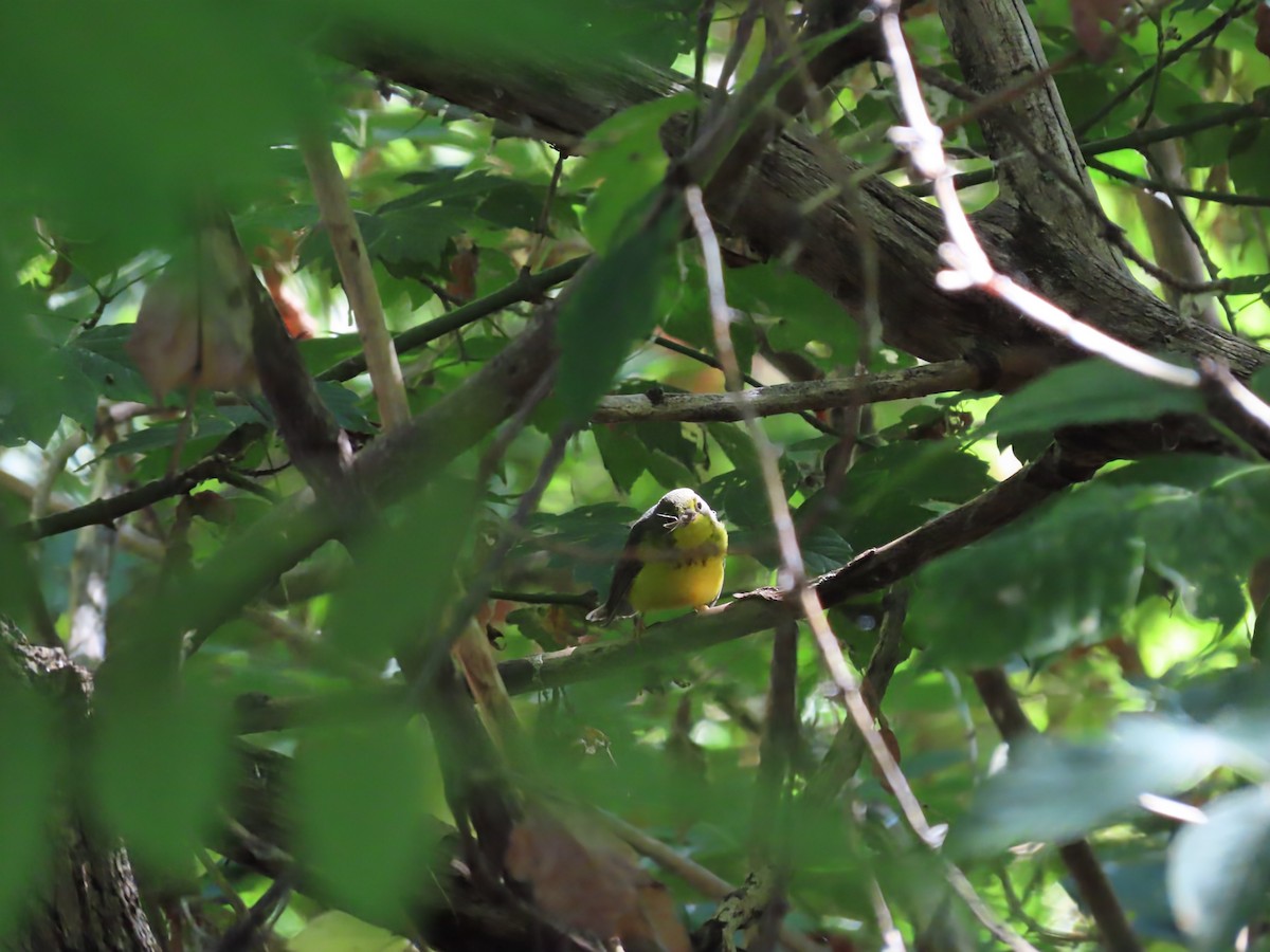 Canada Warbler - ML641126202