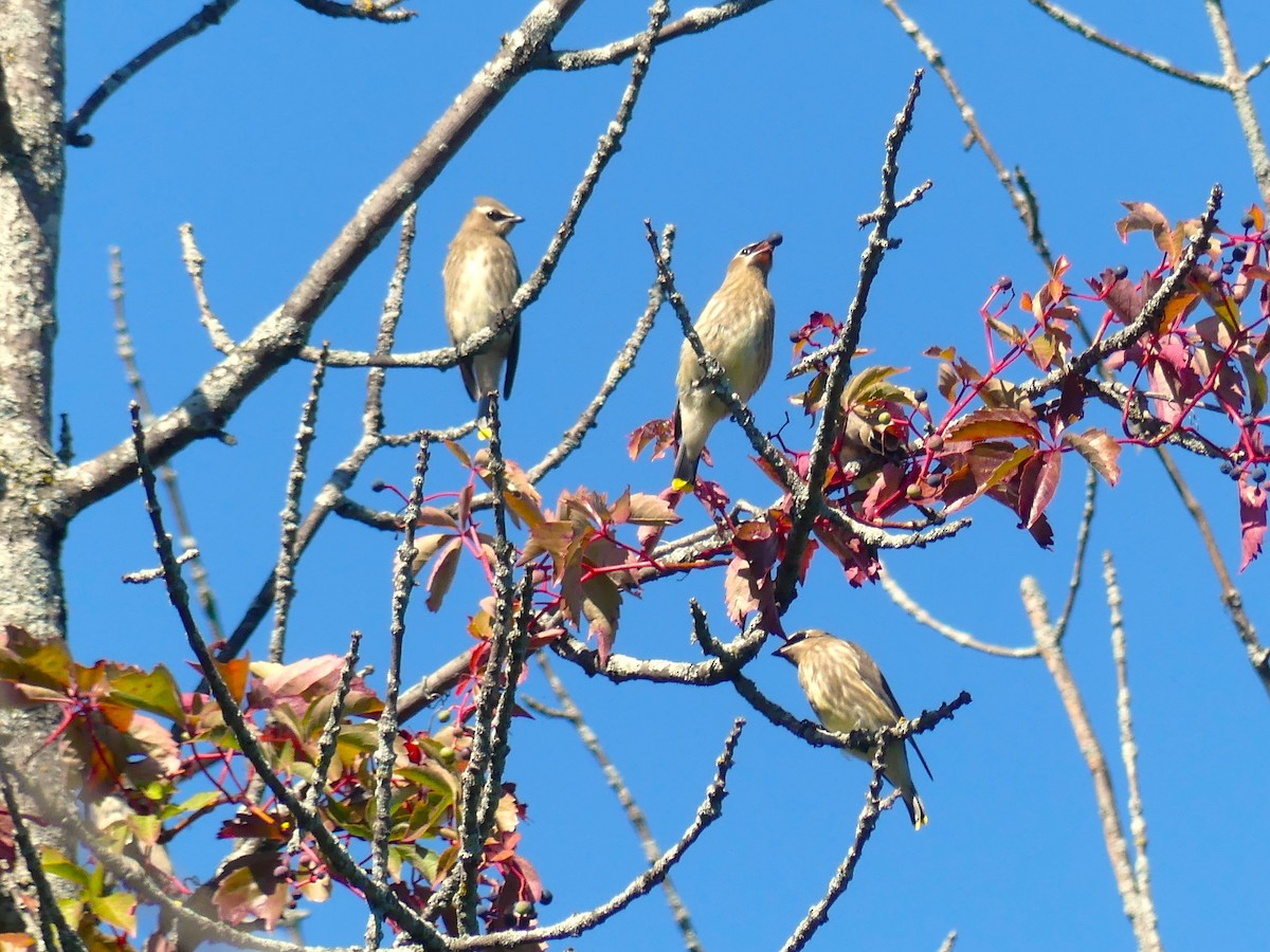 Cedar Waxwing - ML641126214