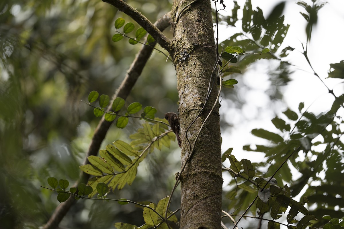 Montane Woodcreeper - ML641126216