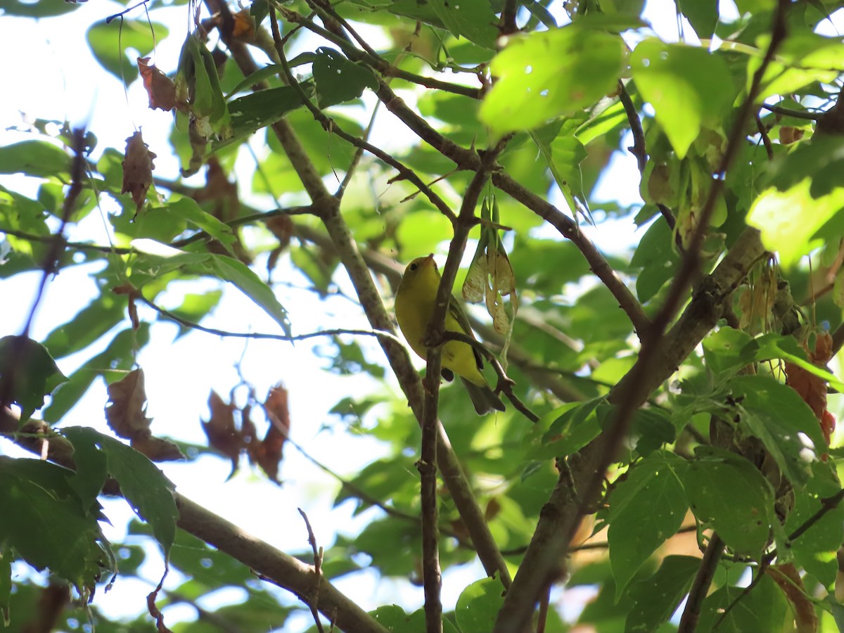 Wilson's Warbler - ML641126219