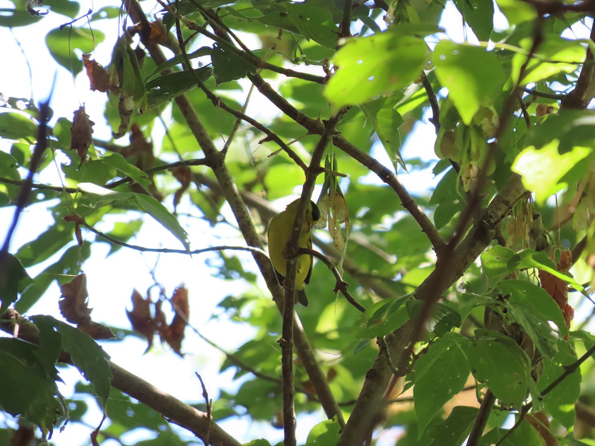 Wilson's Warbler - ML641126220