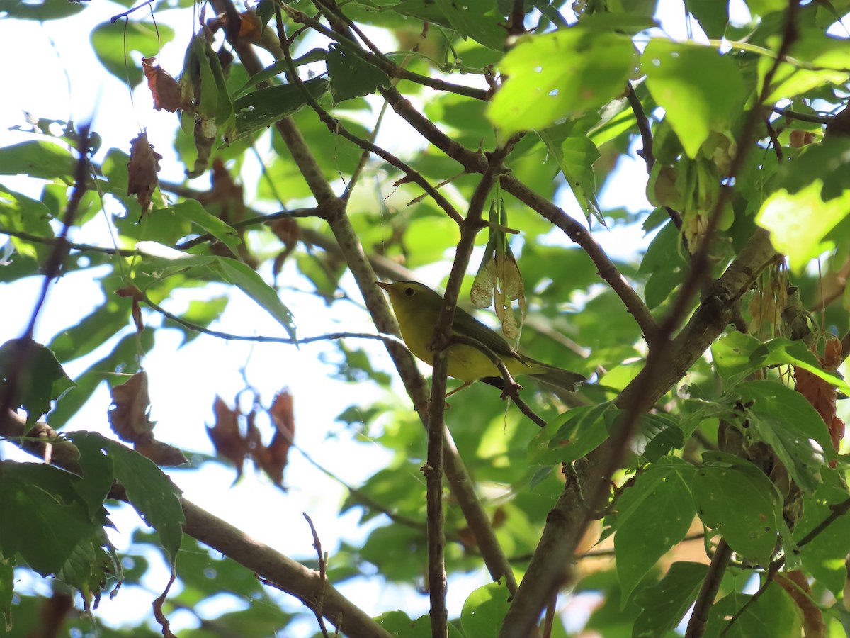 Wilson's Warbler - ML641126221