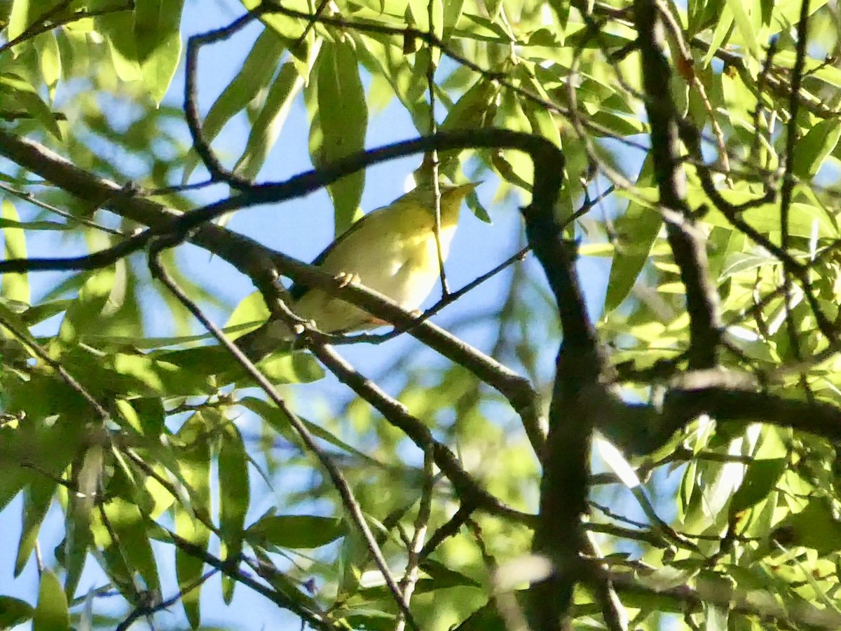 Northern Parula - ML641126242