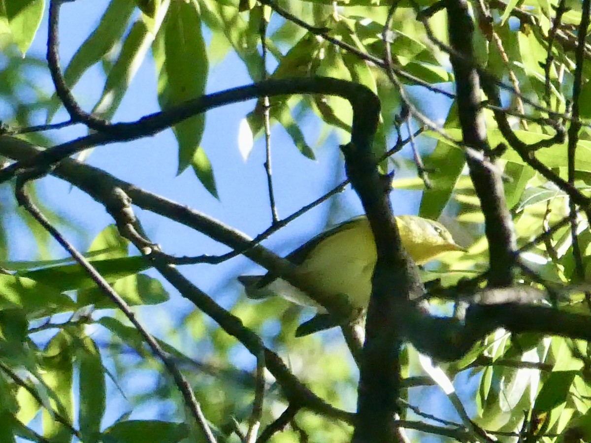 Northern Parula - ML641126243