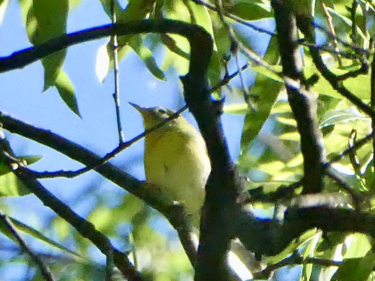 Northern Parula - ML641126244