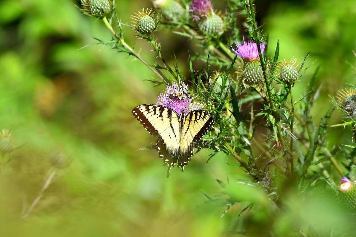 Eastern Tiger Swallowtail - ML641126264