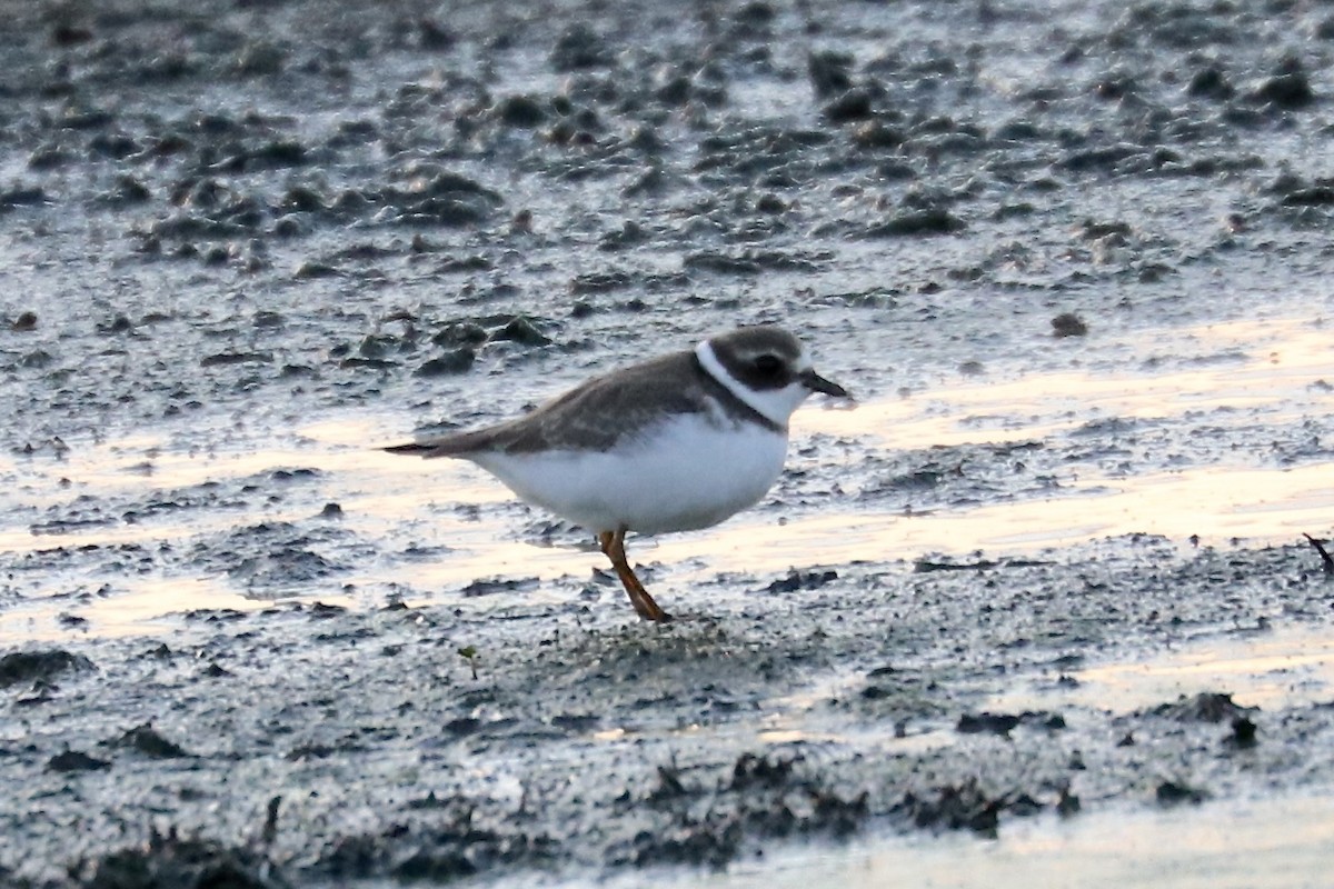 Semipalmated Plover - ML641126279