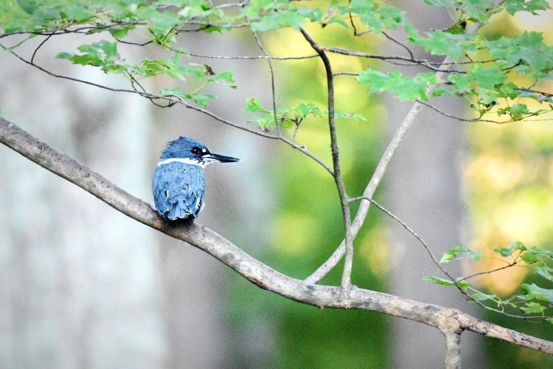 Belted Kingfisher - ML641126300