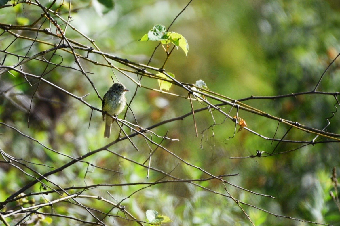 Least Flycatcher - ML641126313