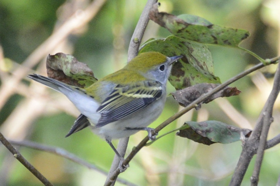 Chestnut-sided Warbler - ML641126329