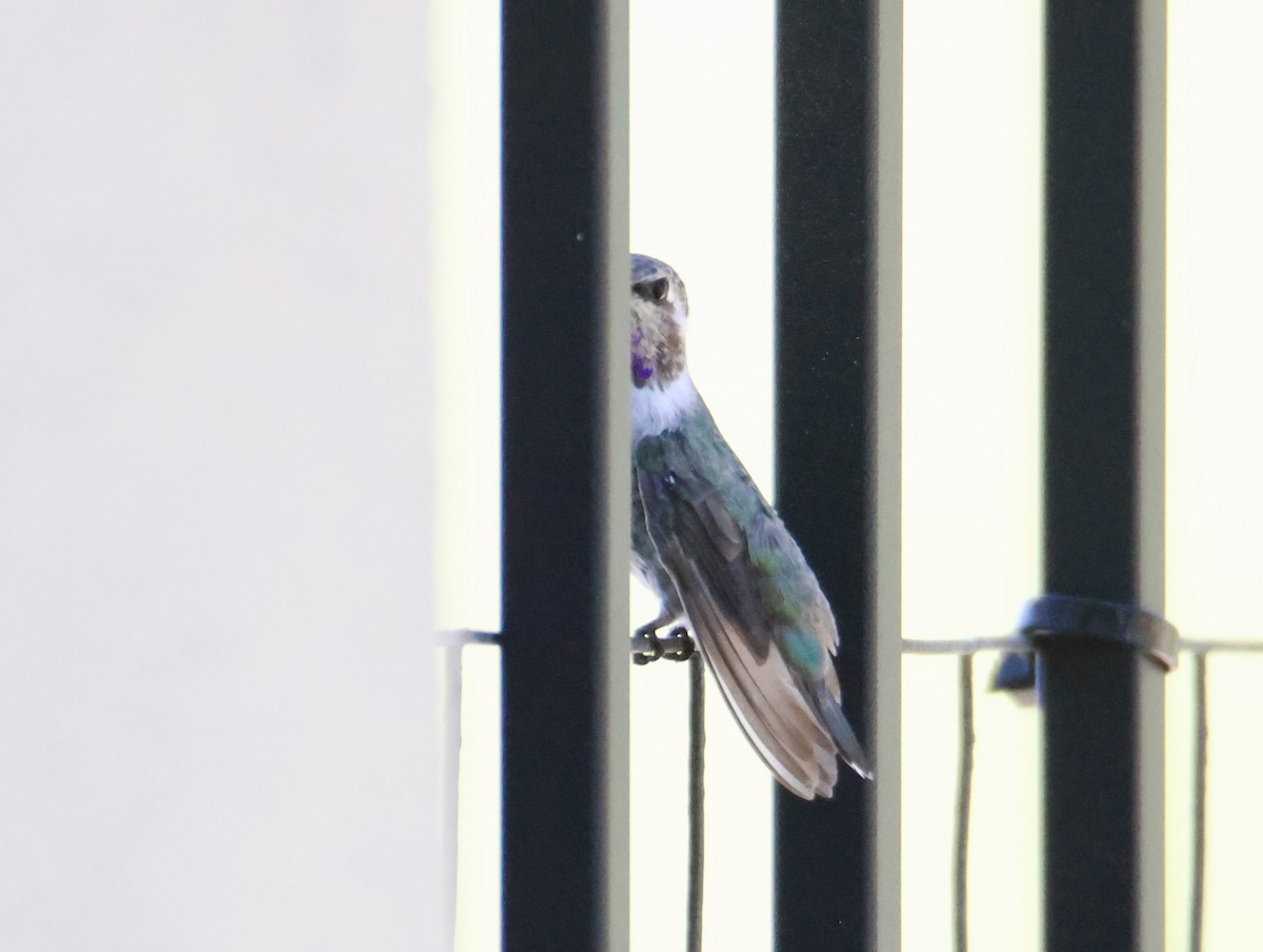 Costa's Hummingbird - ML641126344