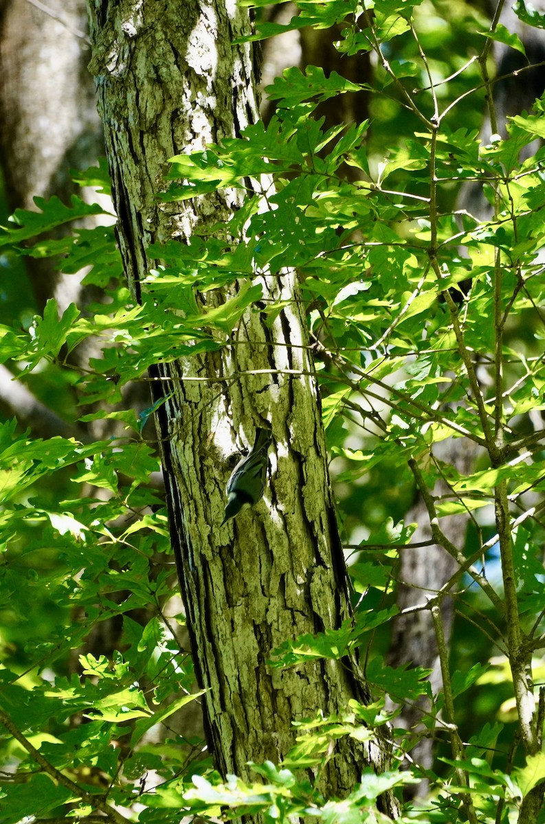 White-breasted Nuthatch - ML641126374