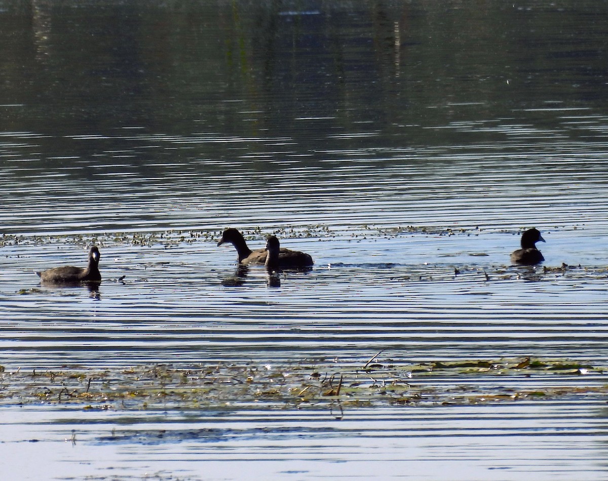 American Coot - ML641126375