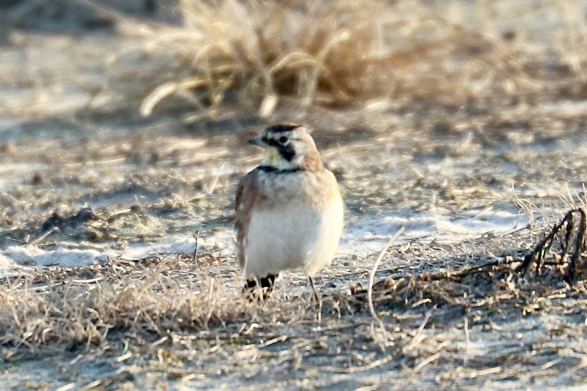 Horned Lark - ML641126381