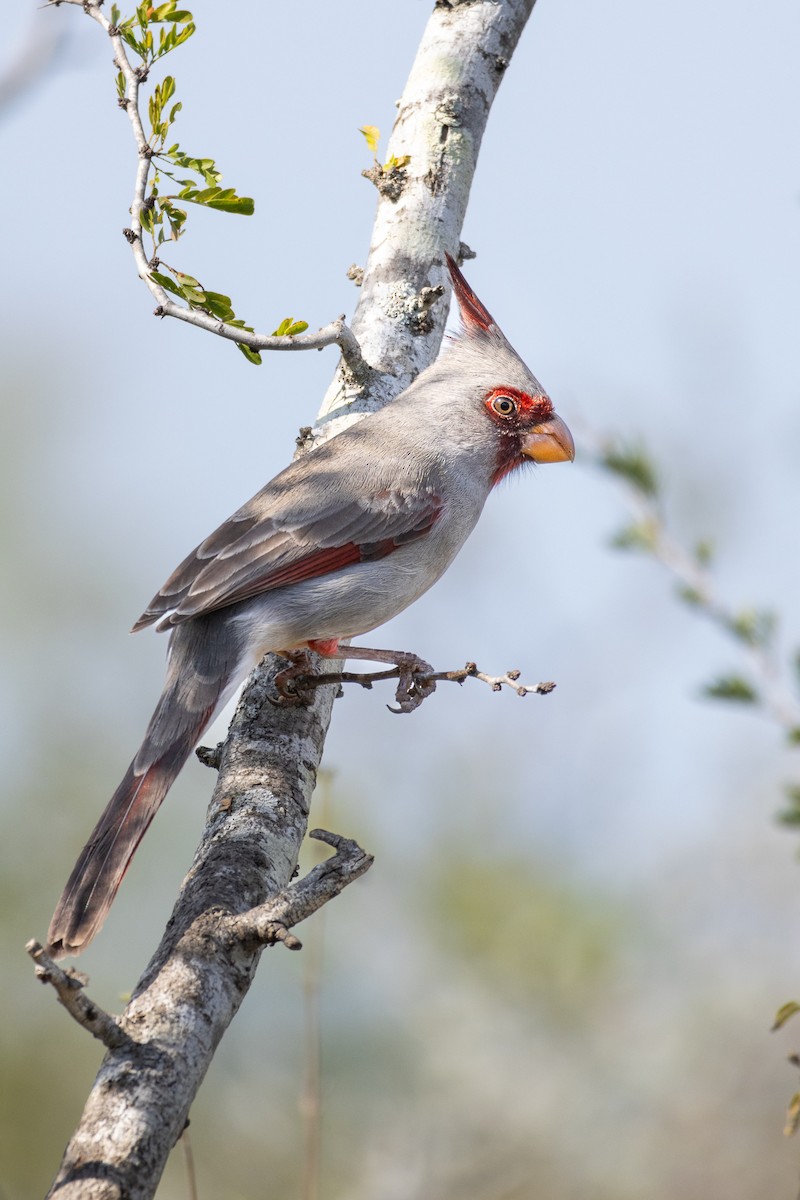 Pyrrhuloxia - ML641126394