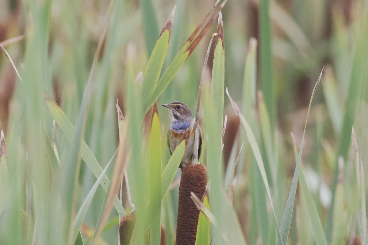 Papourdina - ML641126410