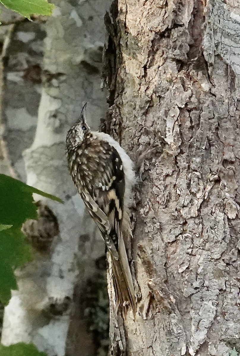 Brown Creeper - ML641126414