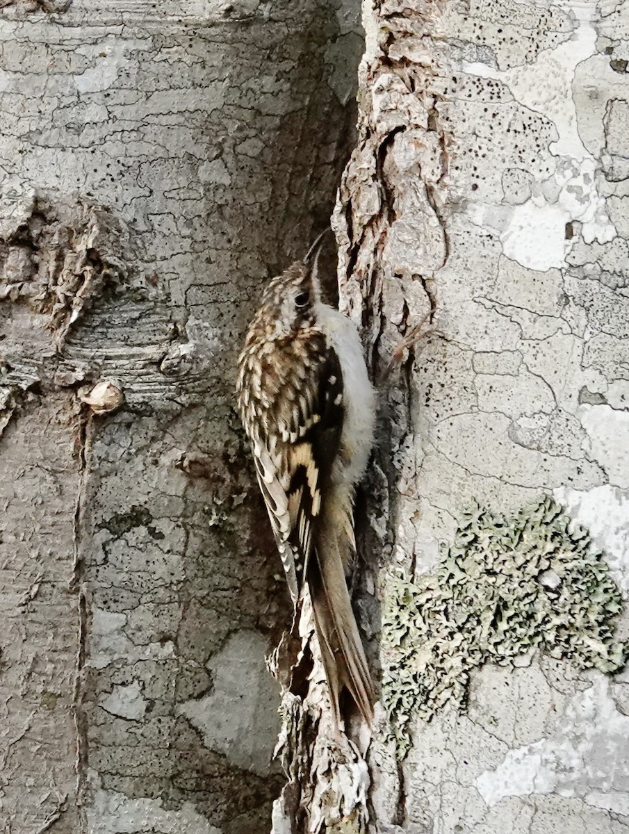 Brown Creeper - ML641126415