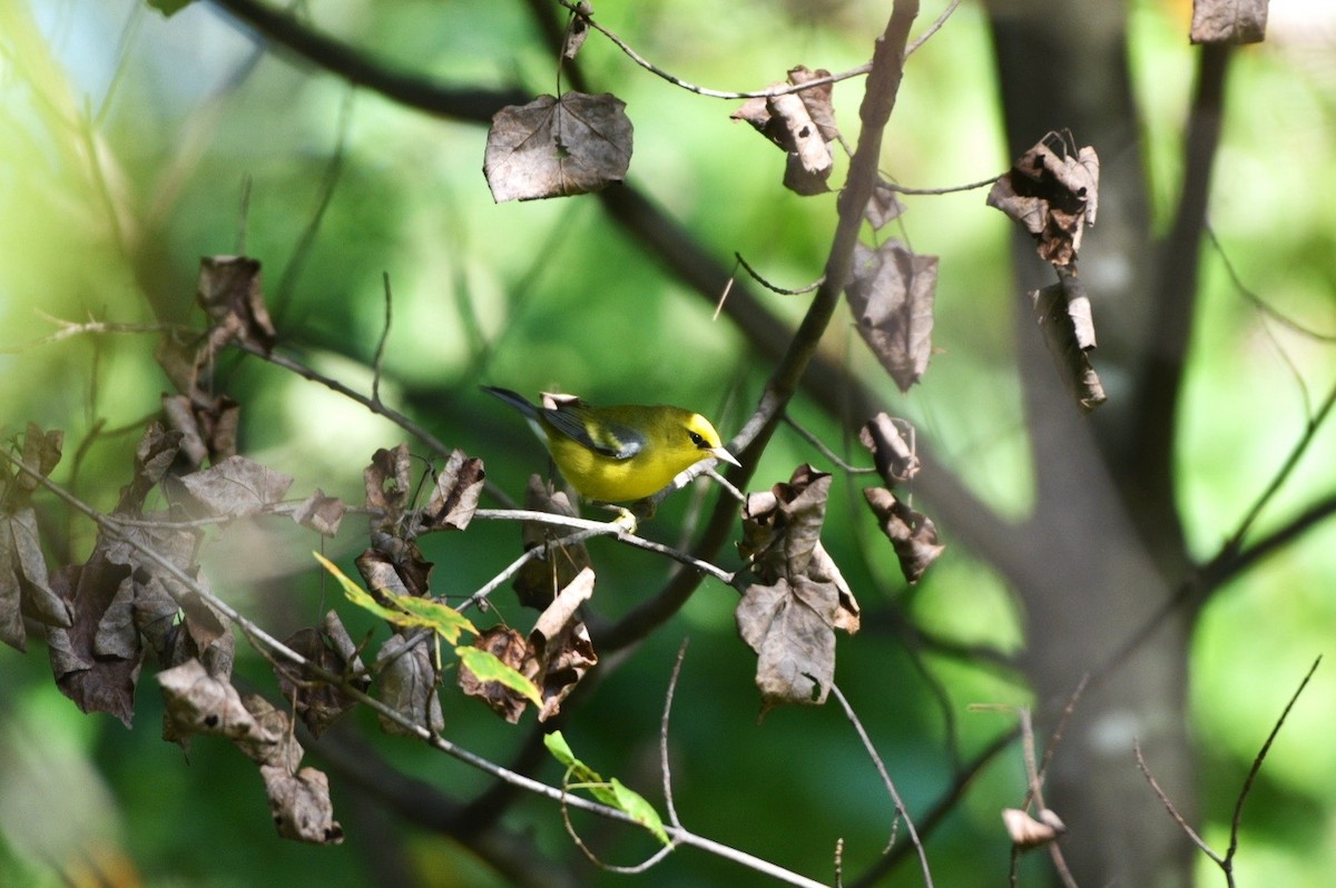 Blue-winged Warbler - ML641126420