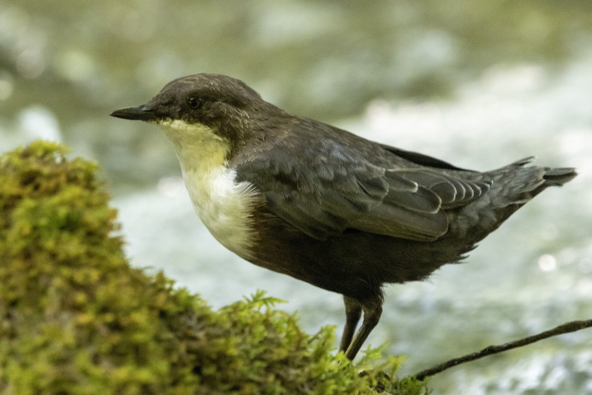 White-throated Dipper - ML641126432