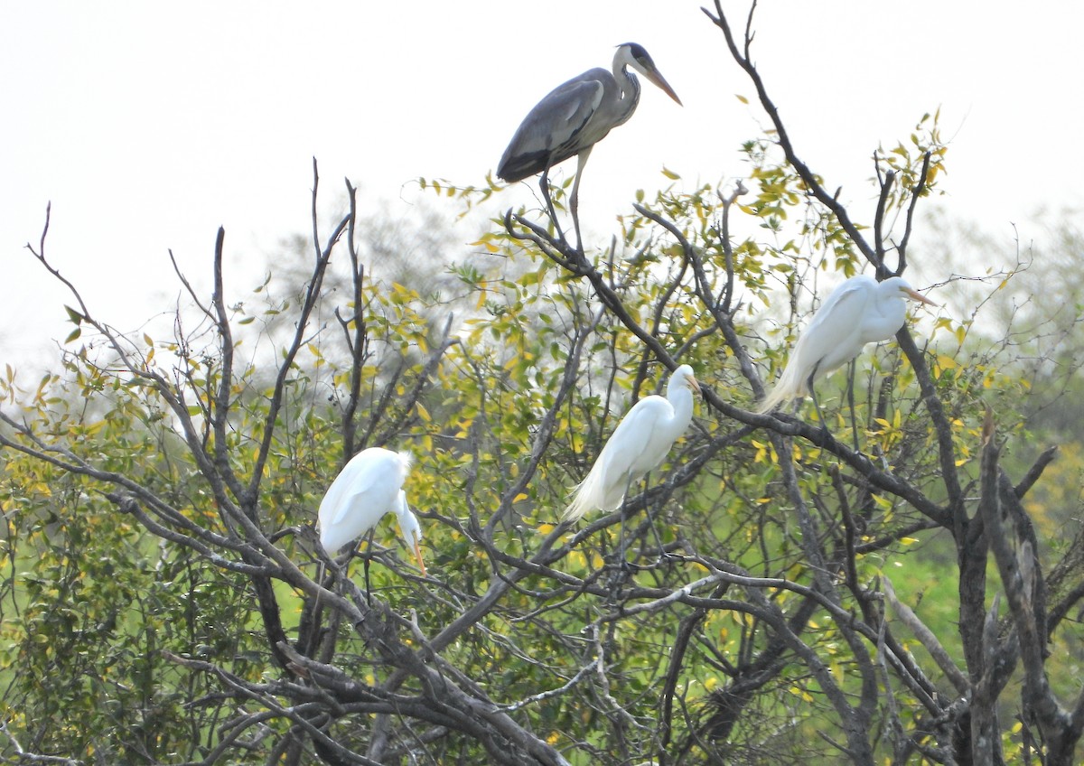 Cocoi Heron - ML641126438