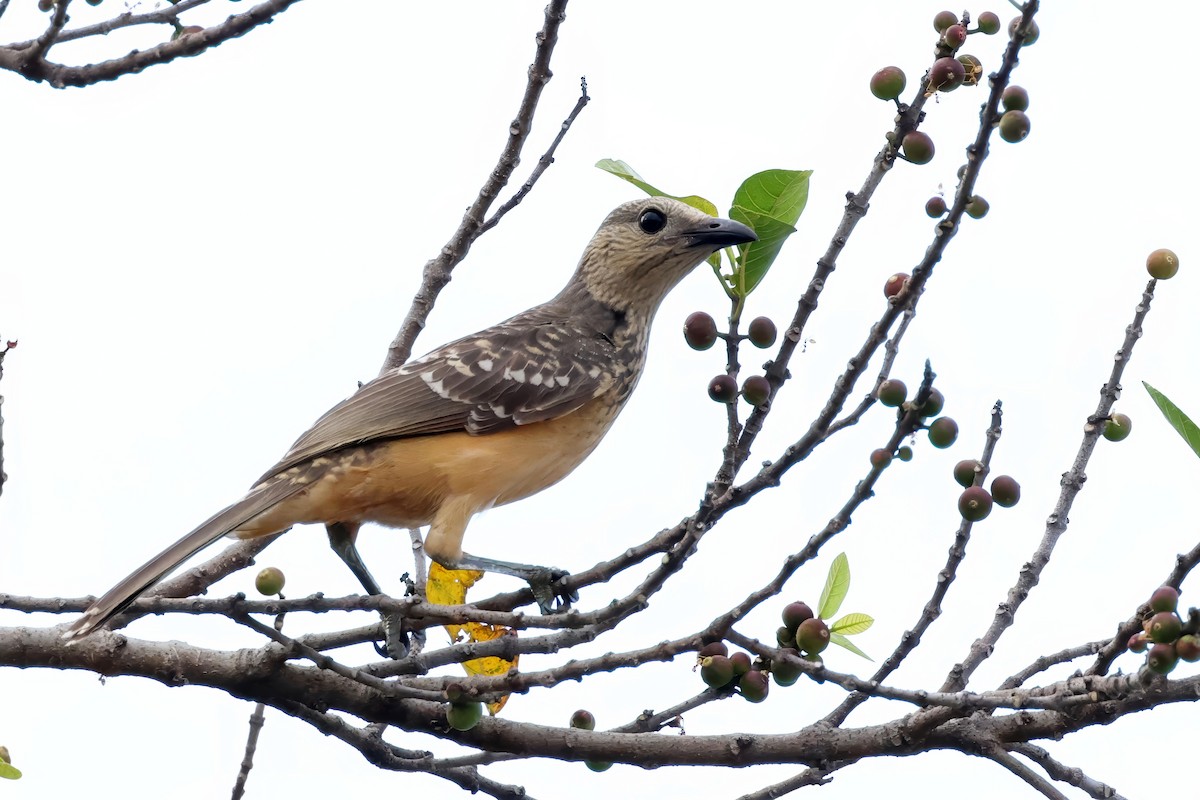 Fawn-breasted Bowerbird - ML641126439