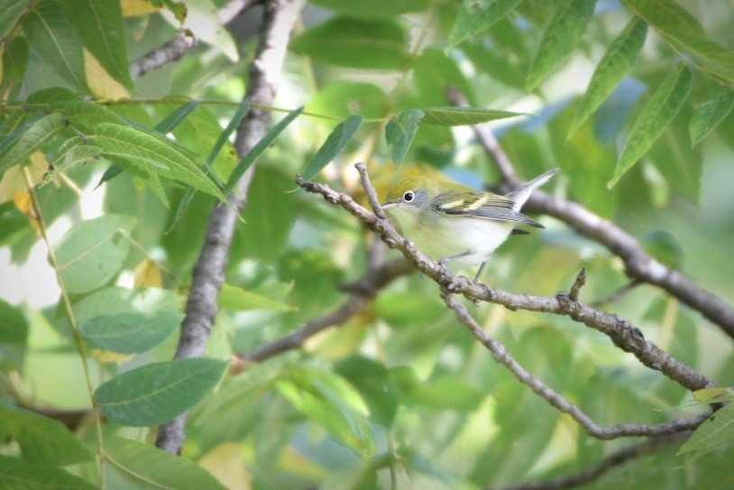 Chestnut-sided Warbler - ML641126465