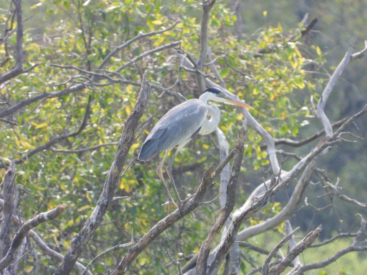 Cocoi Heron - ML641126466
