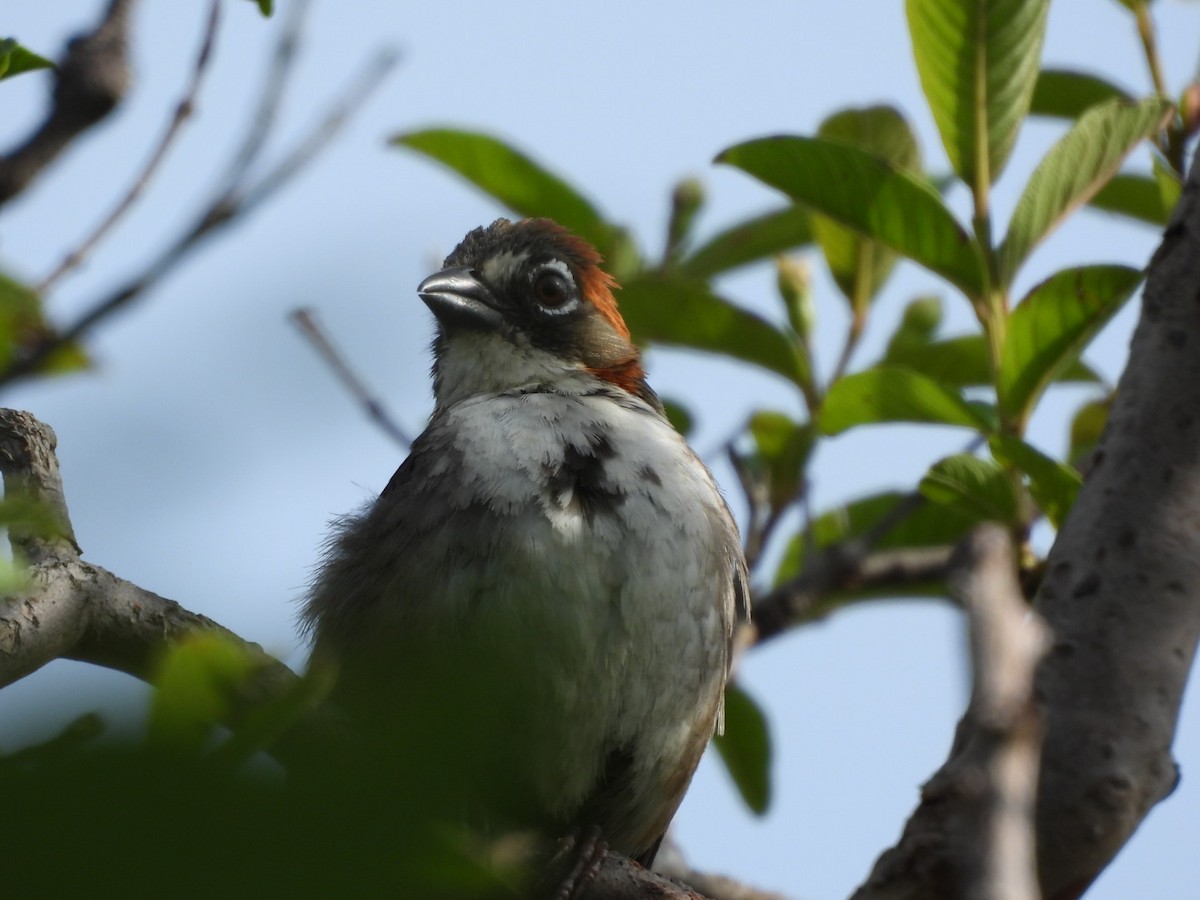 Rusty-crowned Ground-Sparrow - ML641126508