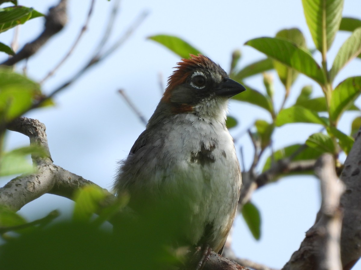 Rusty-crowned Ground-Sparrow - ML641126509